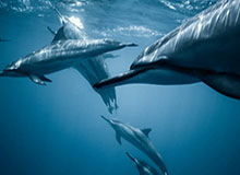 u8体育直播-字母哥把话挑明：100%留队，但Doc Rivers得先滚